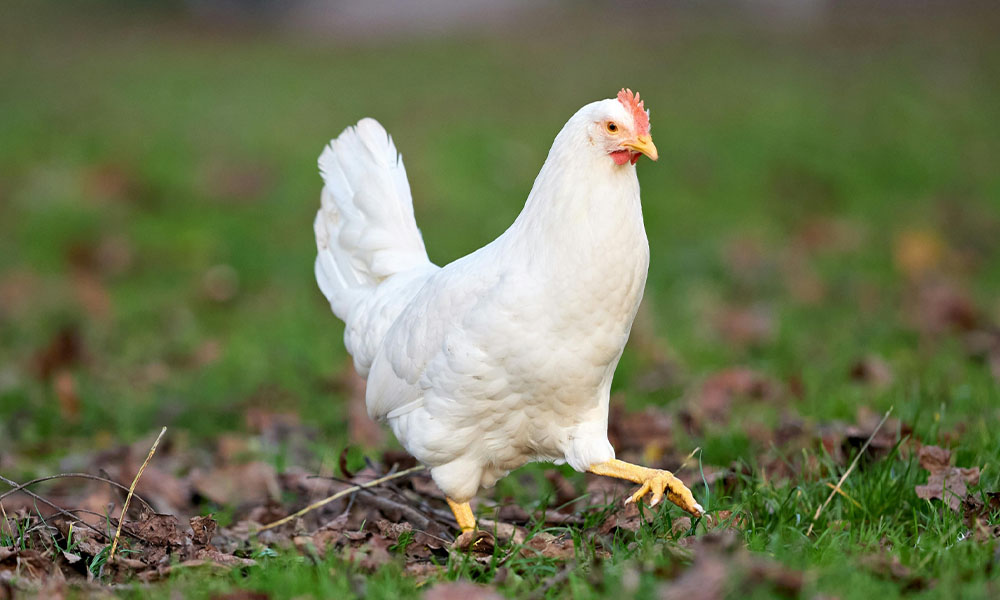 नेपालमा बर्डफ्लुको महामारी : १ लाख ३० हजारभन्दा बढ...